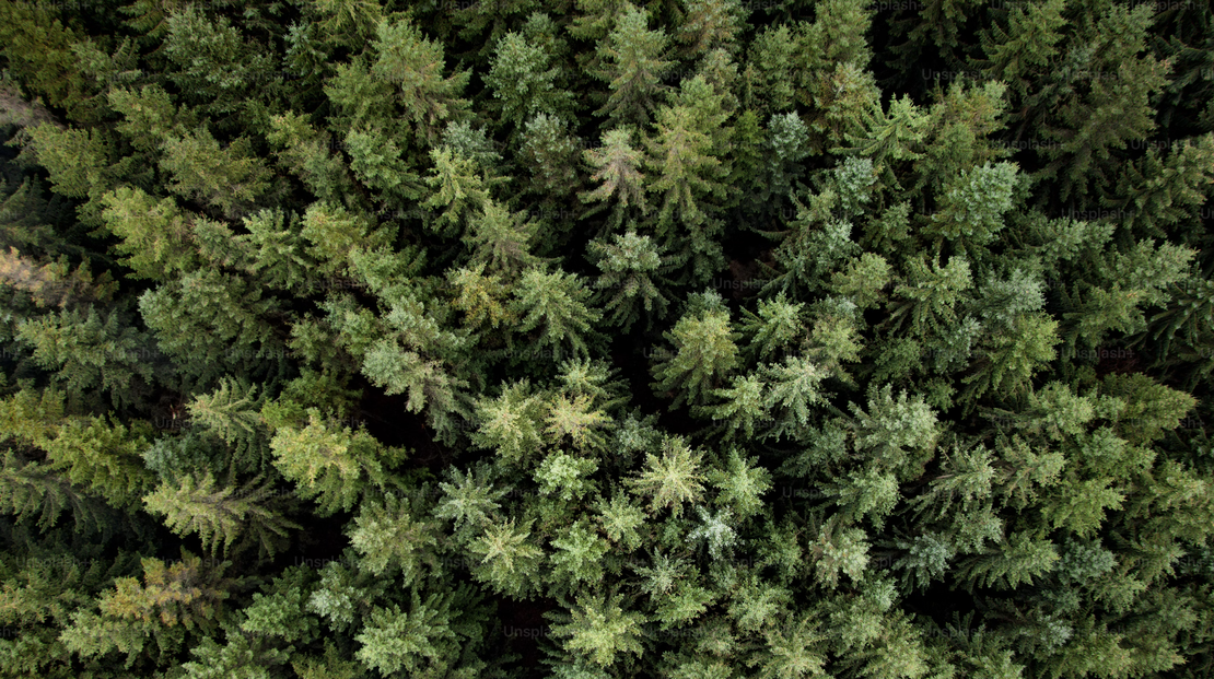 IoT in Forestry